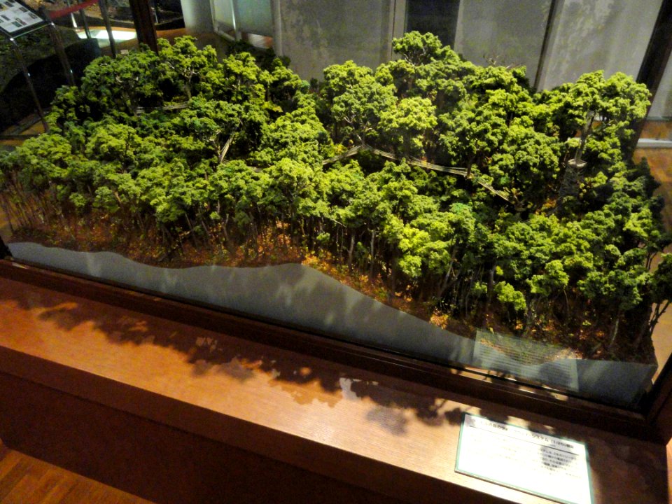 Rainforest field site - Kyoto University Museum - DSC06458