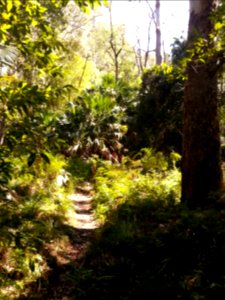 Rainforest at the start of the Kalianna Ridge Track, Budawang National Park 006