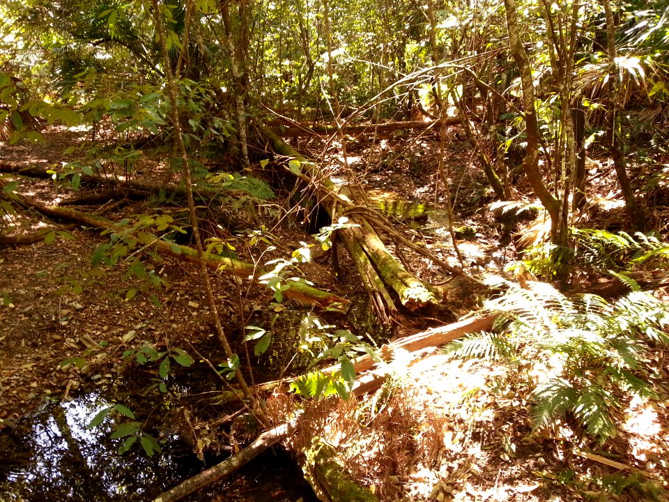 Rainforest at the start of the Kalianna Ridge Track, Budawang National Park 018