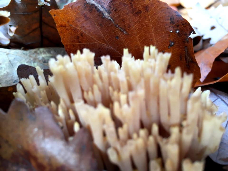 Ramaria stricta 56805415