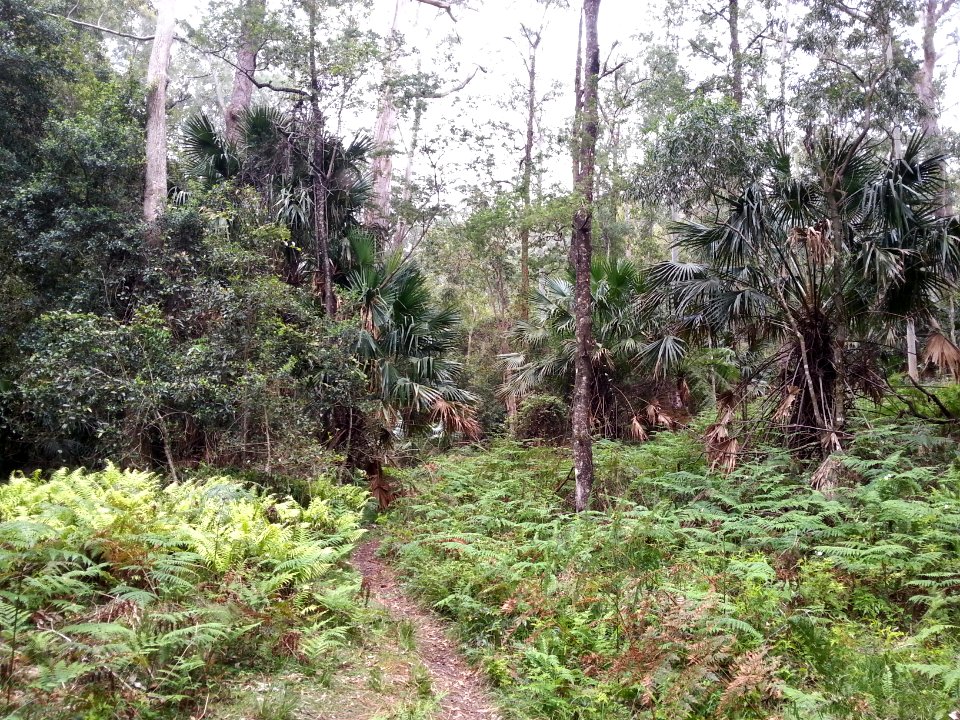 Rainforest at the start of the Kalianna Ridge Track, Budawang National Park 027