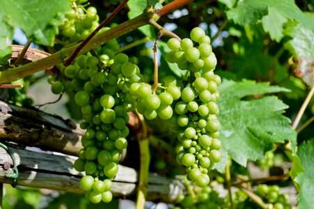 Grape close up vine