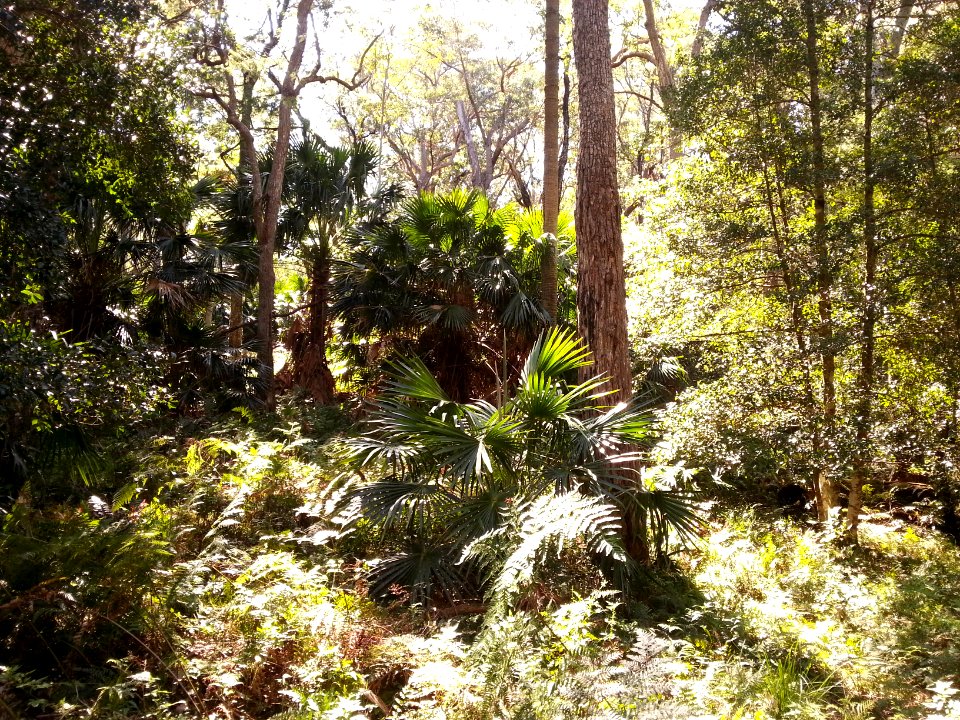 Rainforest at the start of the Kalianna Ridge Track, Budawang National Park 007