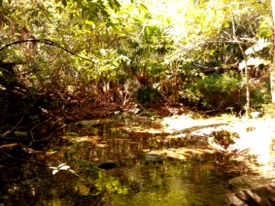 Rainforest at the start of the Kalianna Ridge Track, Budawang National Park 001