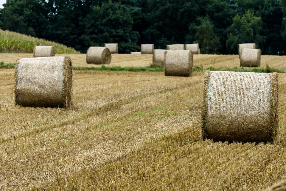 Hay bales field straw bales