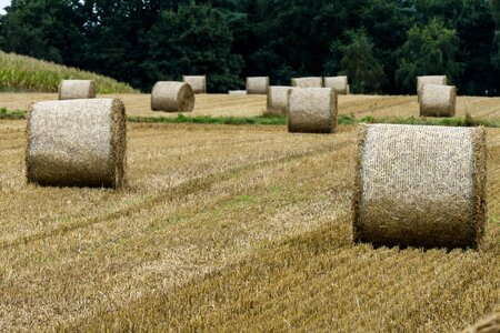 Hay bales field straw bales