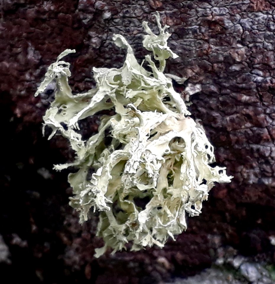 Ramalina canariensis 25895843