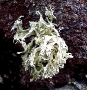 Ramalina canariensis 25895843