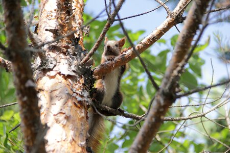 Living nature squirrel fur