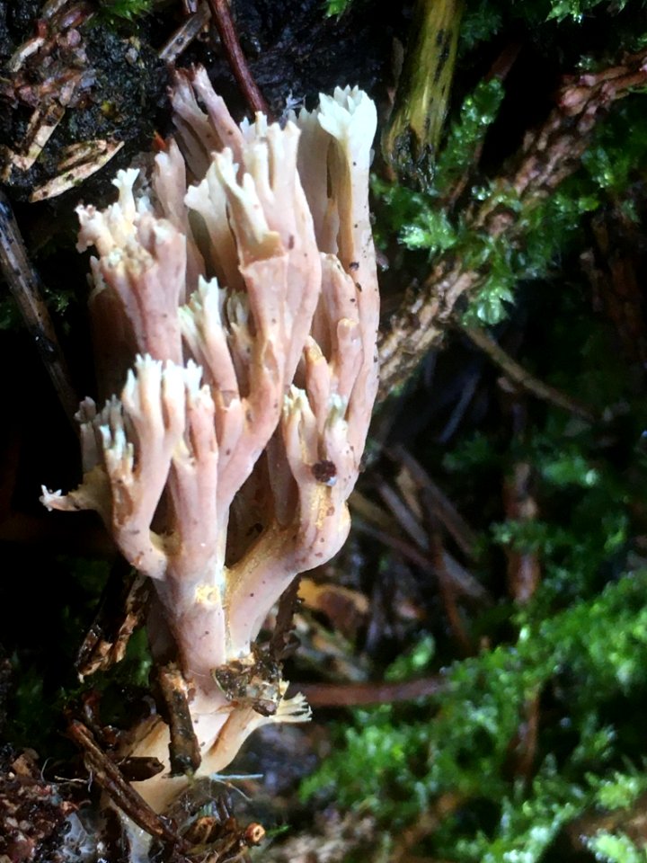Ramaria stricta 56878538
