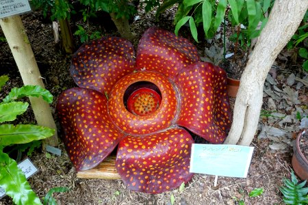 Rafflesia arnoldii - Food and Agriculture Museum - Setagaya, Tokyo, Japan - DSC09906