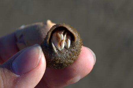 Meeresbewohner water creature shell