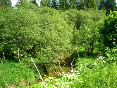 Ramenka Istra 1