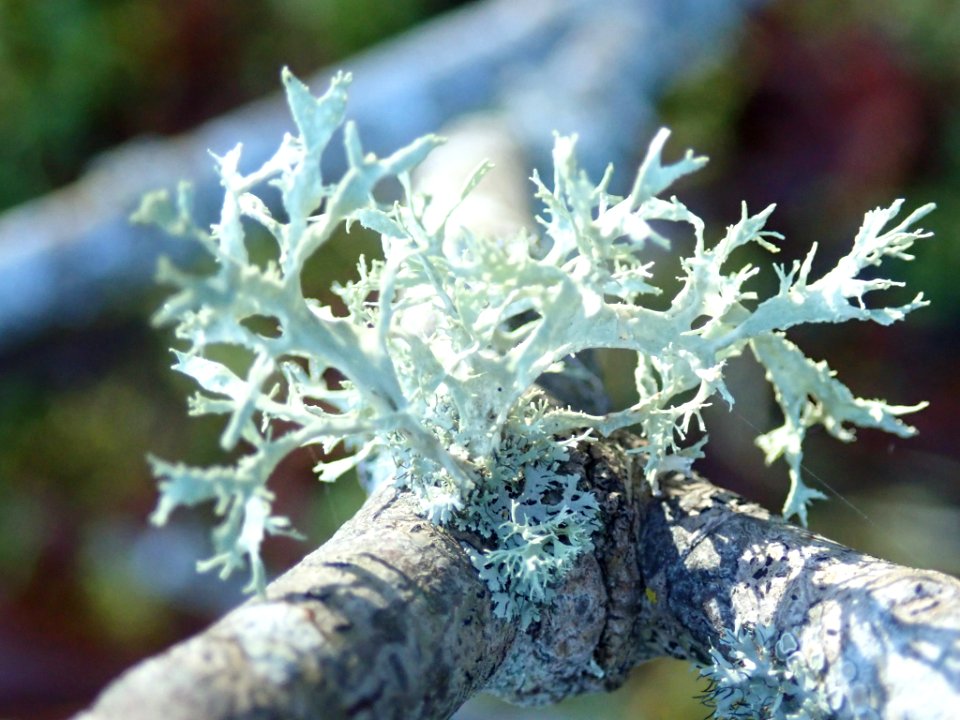 Ramalina farinacea 103553484