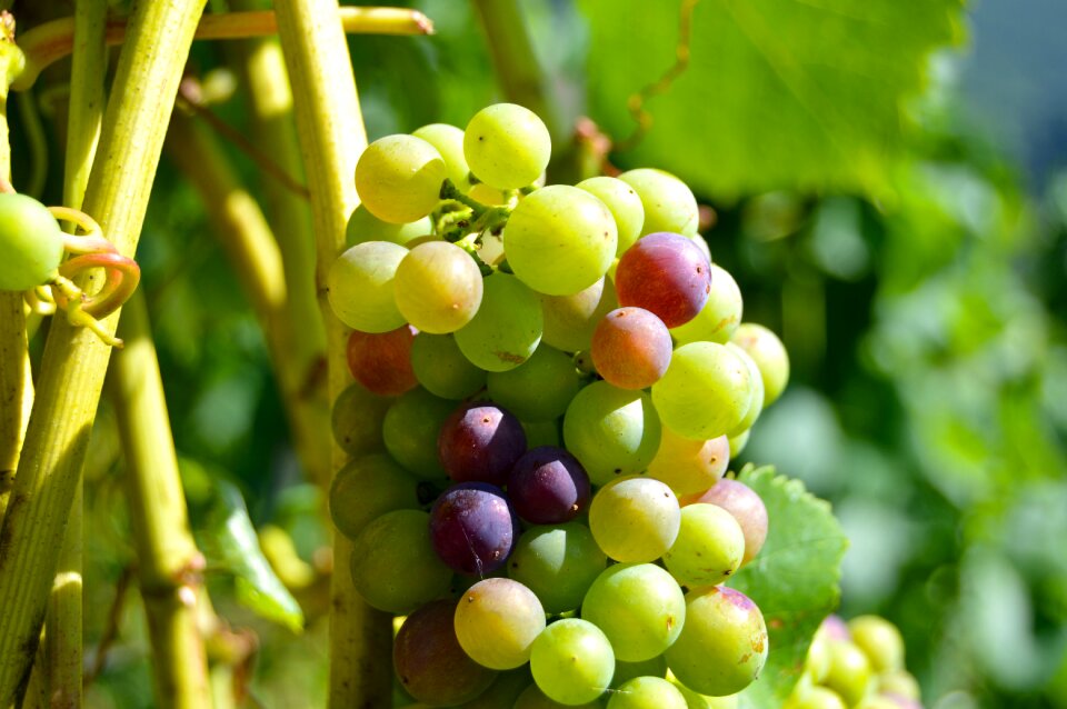 Grape close up vine