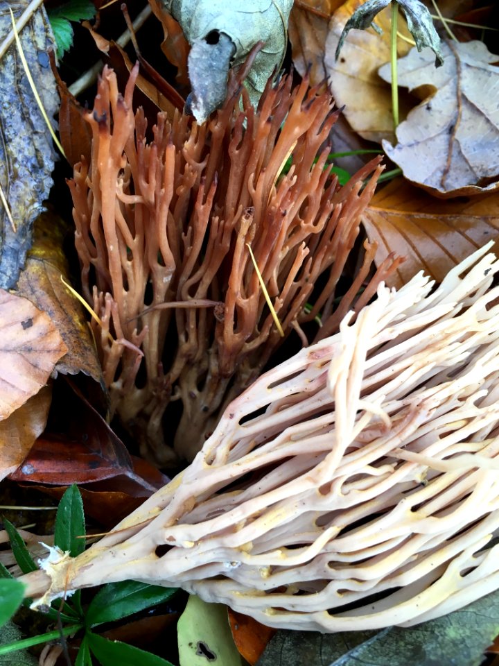 Ramaria stricta 57219668
