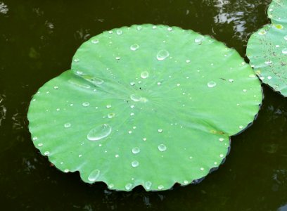 Raindrops in the First courtyard - Temple of Literature, Hanoi - DSC04707