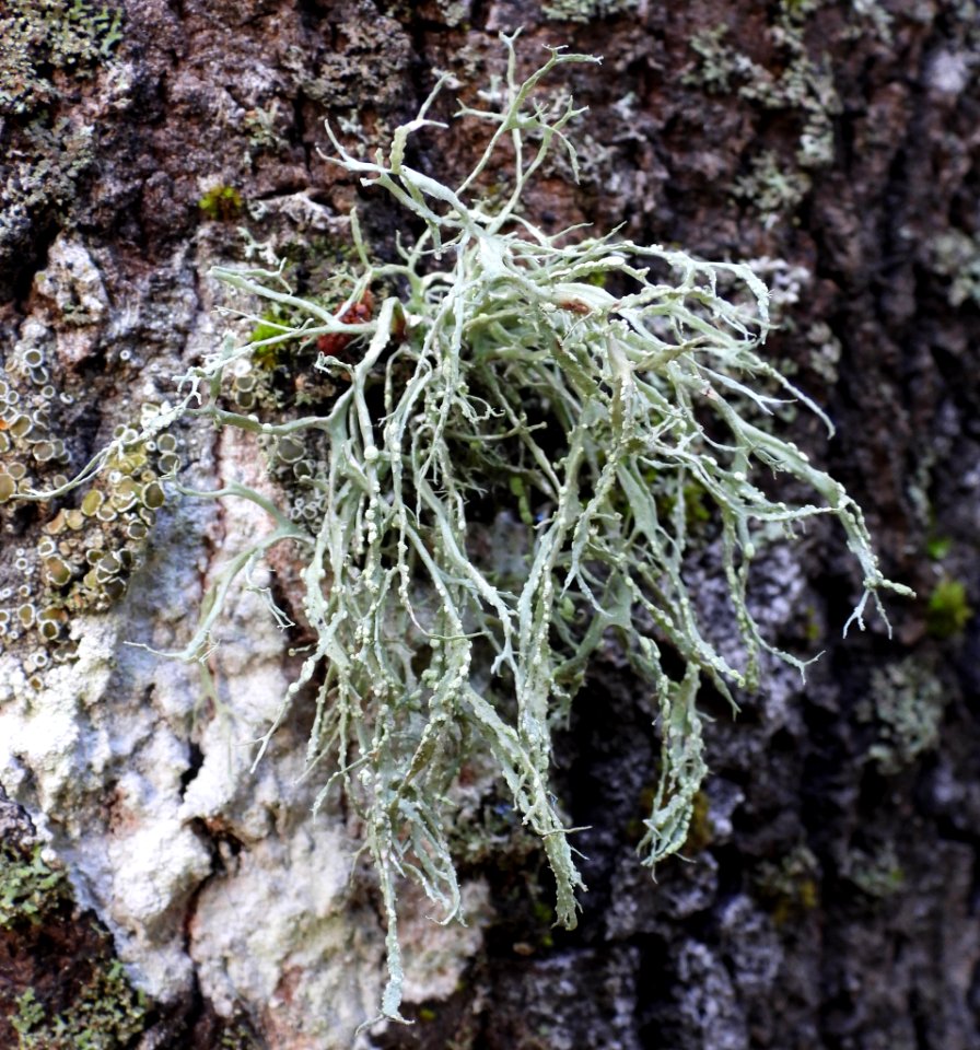 Ramalina farinacea 101728481