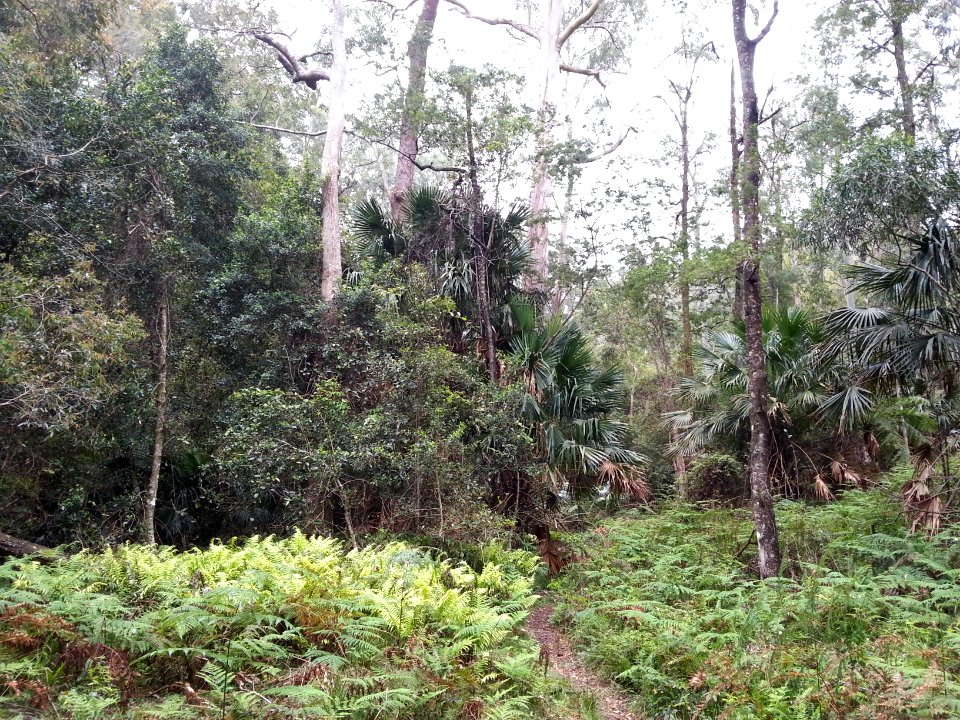 Rainforest at the start of the Kalianna Ridge Track, Budawang National Park 020