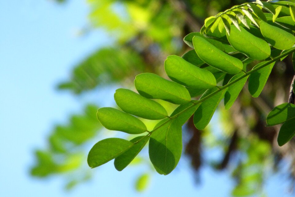 Nature green plant