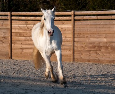 Trotter white mare