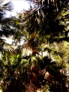 Rainforest at the start of the Kalianna Ridge Track, Budawang National Park 012