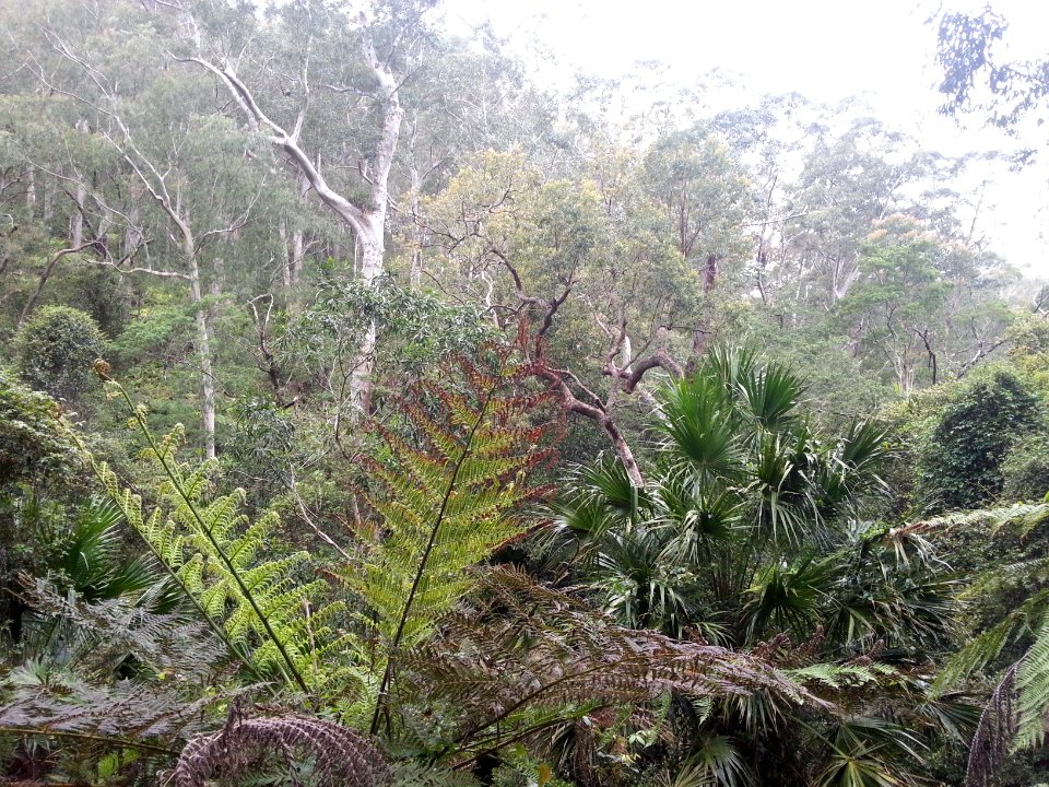 Rainforest at the start of the Kalianna Ridge Track, Budawang National Park 023