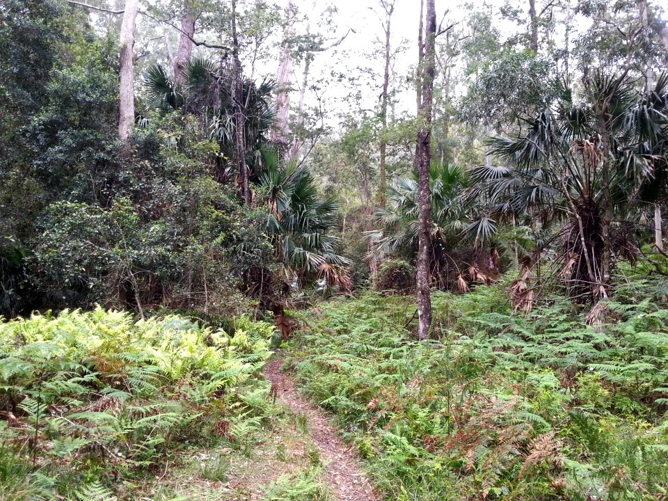 Rainforest at the start of the Kalianna Ridge Track, Budawang National Park 021