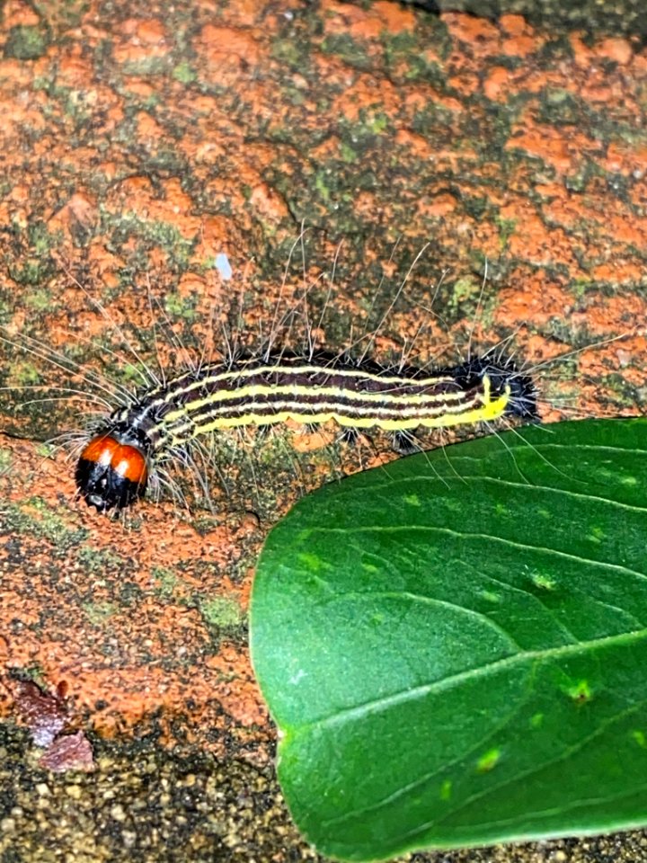 Radcliffes Dagger Caterpillar