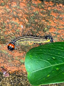 Radcliffes Dagger Caterpillar
