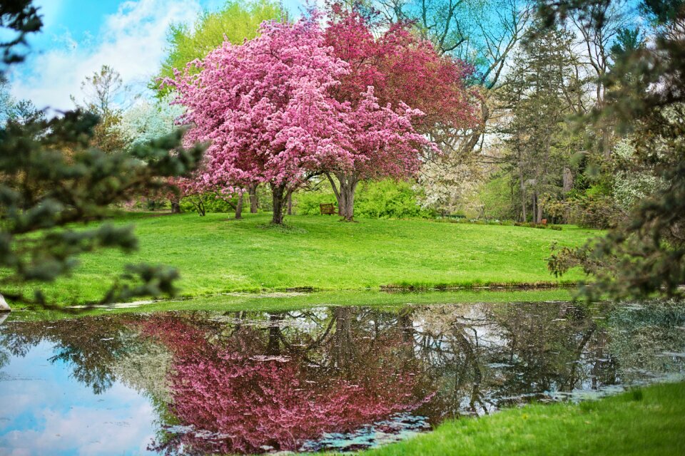 Nature blossoms blossoming
