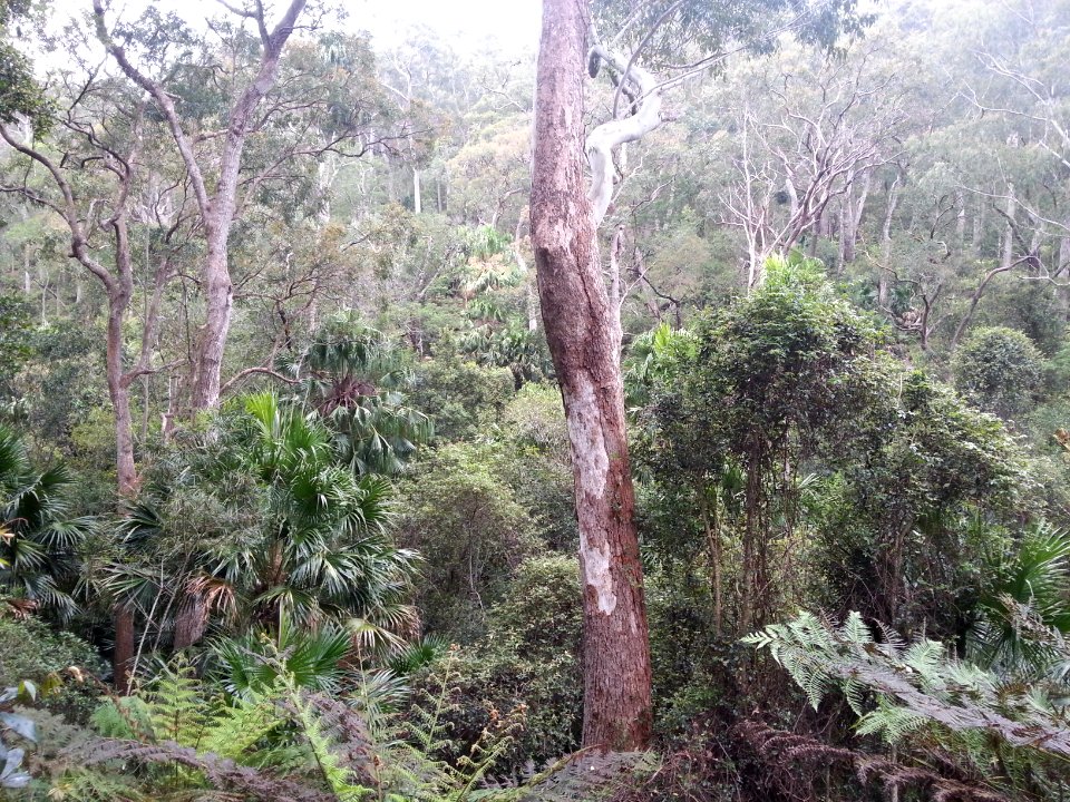 Rainforest at the start of the Kalianna Ridge Track, Budawang National Park 022