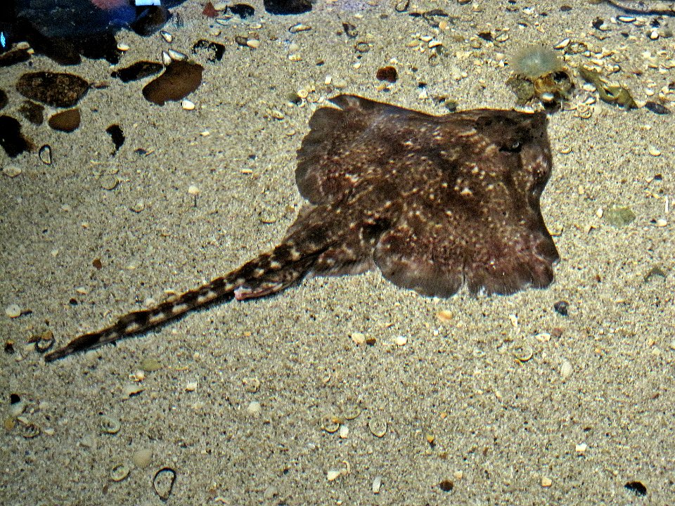 Raja clavata (Thornback ray or thornback skate), Ecomare, Texel, the Netherlands