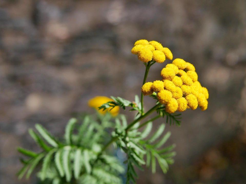 Rainfarn roscheiderhof H1a
