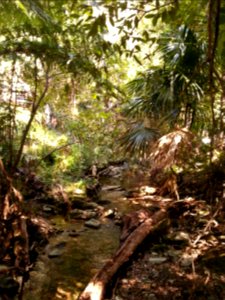 Rainforest at the start of the Kalianna Ridge Track, Budawang National Park 003