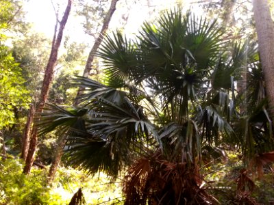 Rainforest at the start of the Kalianna Ridge Track, Budawang National Park 009