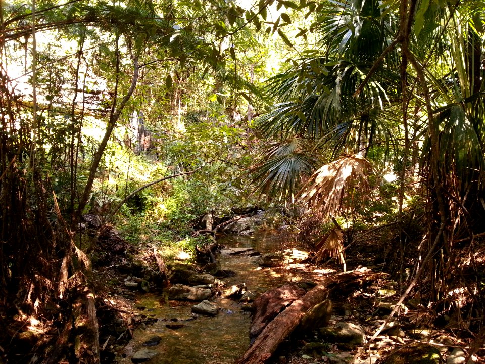 Rainforest at the start of the Kalianna Ridge Track, Budawang National Park 002