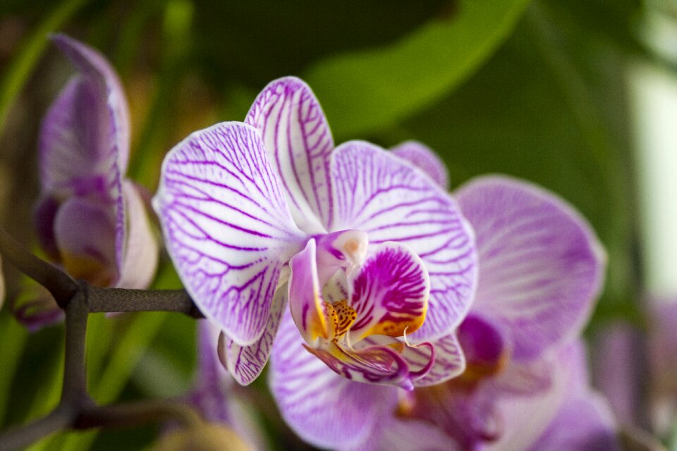 Phalaenopsis flower flowers photo