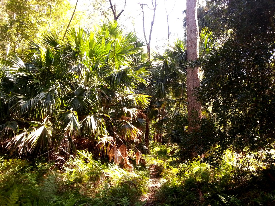 Rainforest at the start of the Kalianna Ridge Track, Budawang National Park 008