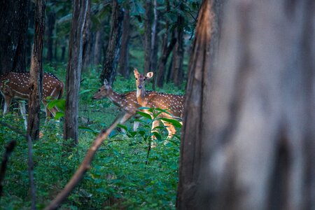 Spotted animal mammal photo