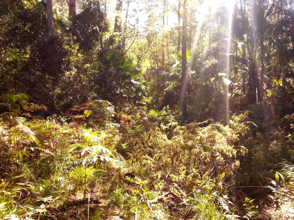 Rainforest at the start of the Kalianna Ridge Track, Budawang National Park 014
