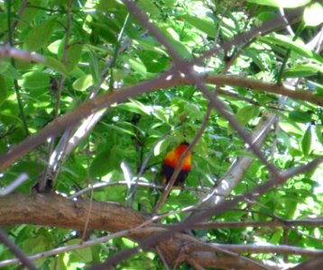 Rainbow lorikeet in a tree