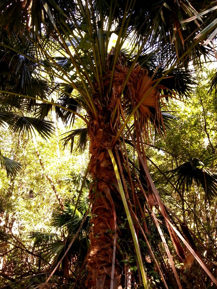Rainforest at the start of the Kalianna Ridge Track, Budawang National Park 010