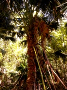 Rainforest at the start of the Kalianna Ridge Track, Budawang National Park 010