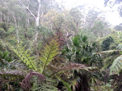 Rainforest at the start of the Kalianna Ridge Track, Budawang National Park 025