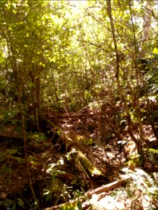 Rainforest at the start of the Kalianna Ridge Track, Budawang National Park 016