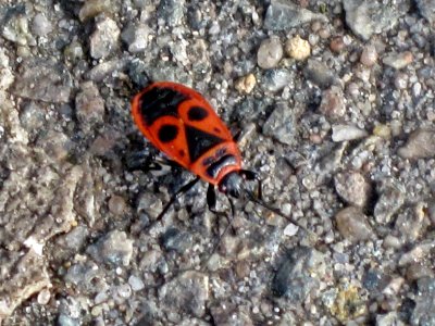 Pyrrhocoris apterus (Firebug), Nijmegen, the Netherlands