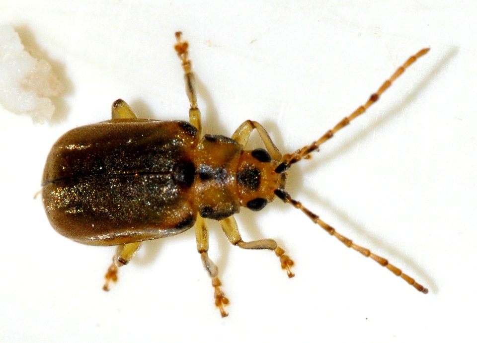 Pyrrhalta-viburni-08-fws