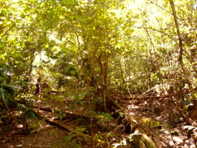 Rainforest at the start of the Kalianna Ridge Track, Budawang National Park 019