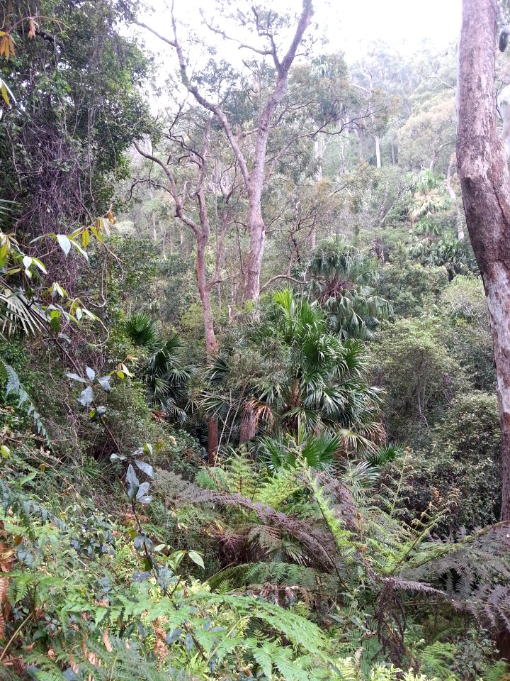 Rainforest at the start of the Kalianna Ridge Track, Budawang National Park 024